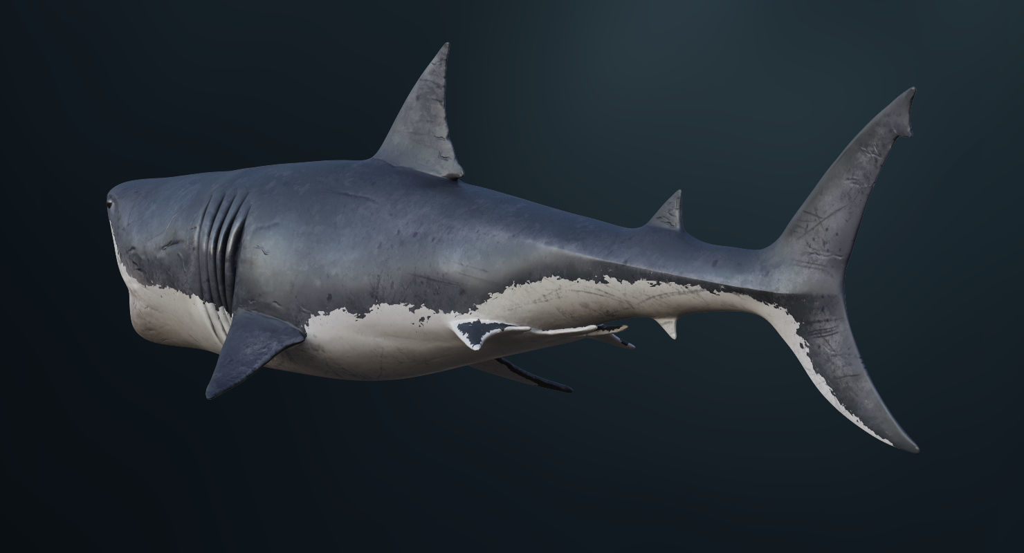 3D model Rigged Great White Shark Low-poly 3D model_8