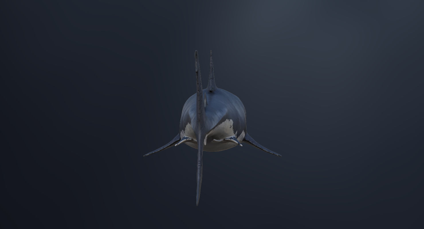 3D model Rigged Great White Shark Low-poly 3D model_14