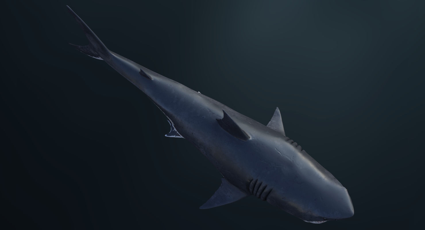 3D model Rigged Great White Shark Low-poly 3D model_9