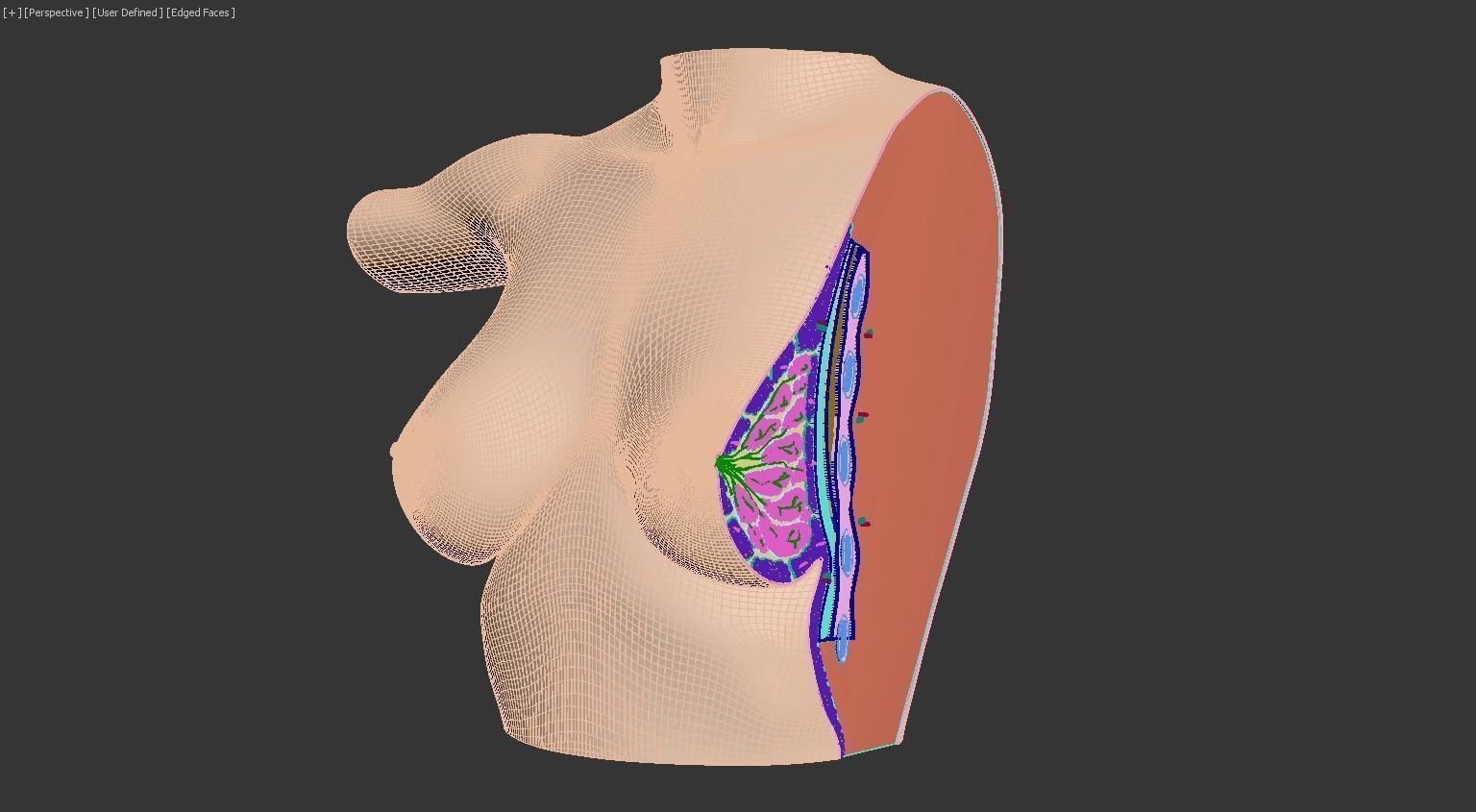 Breast Anatomy Cross Section 3D model_3