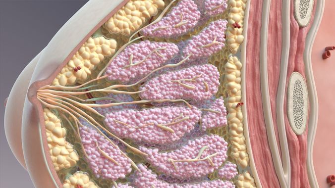 Breast Anatomy Cross Section 3D model
