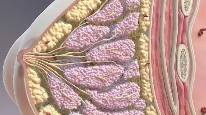 Breast Anatomy Cross Section 3D model