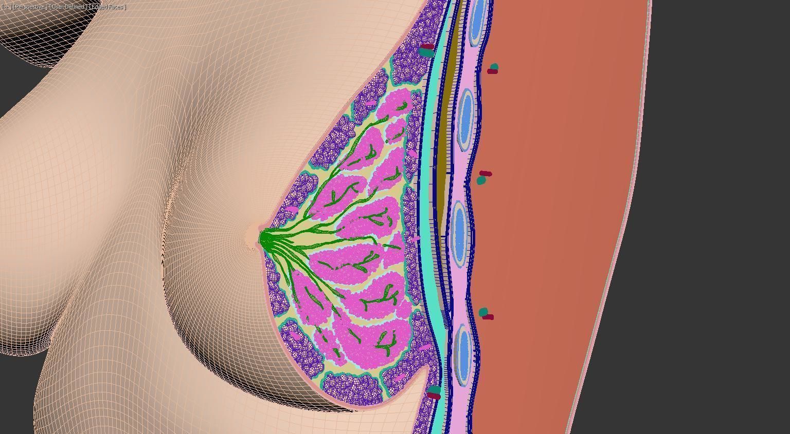 Breast Anatomy Cross Section 3D model_5