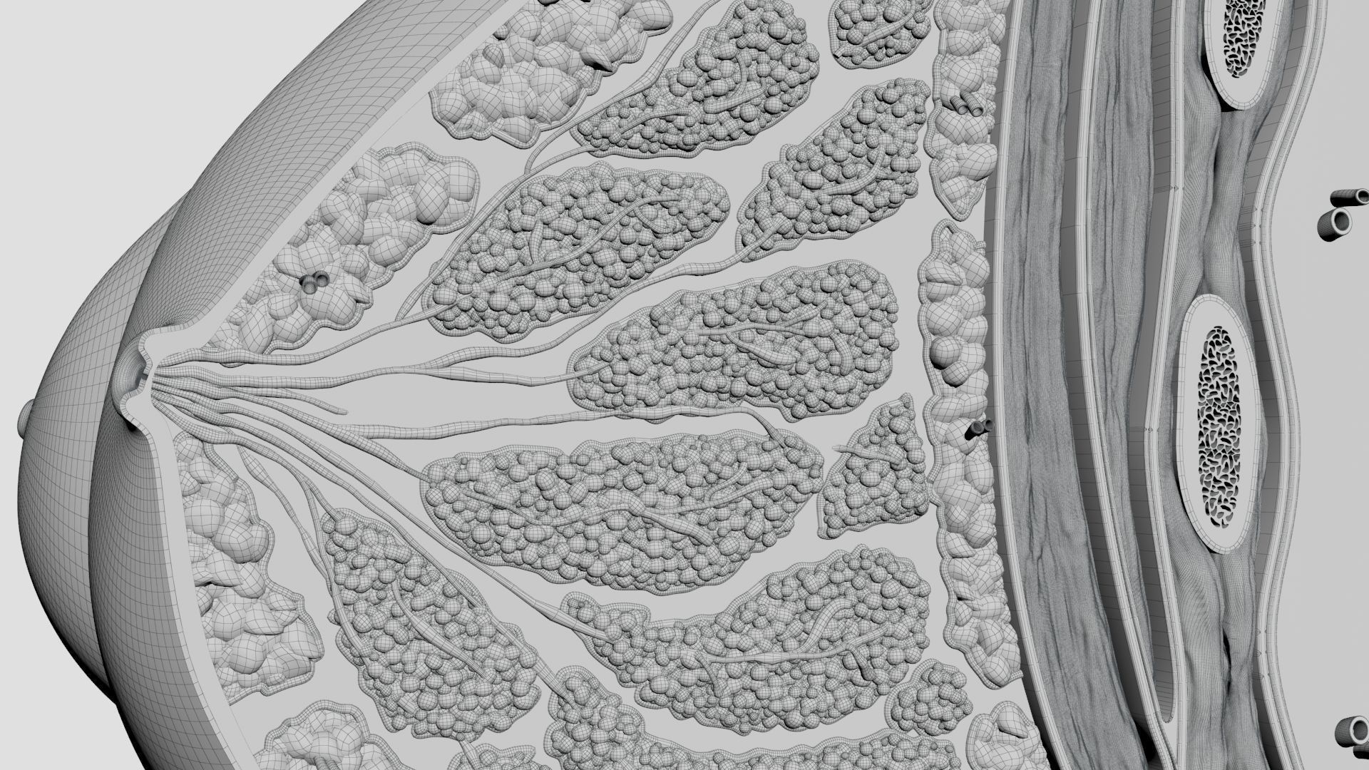 Breast Anatomy Cross Section 3D model_7