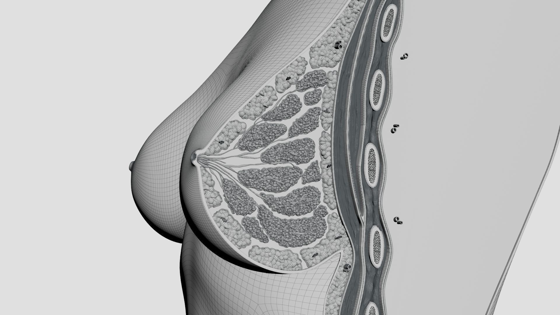 Breast Anatomy Cross Section 3D model_4