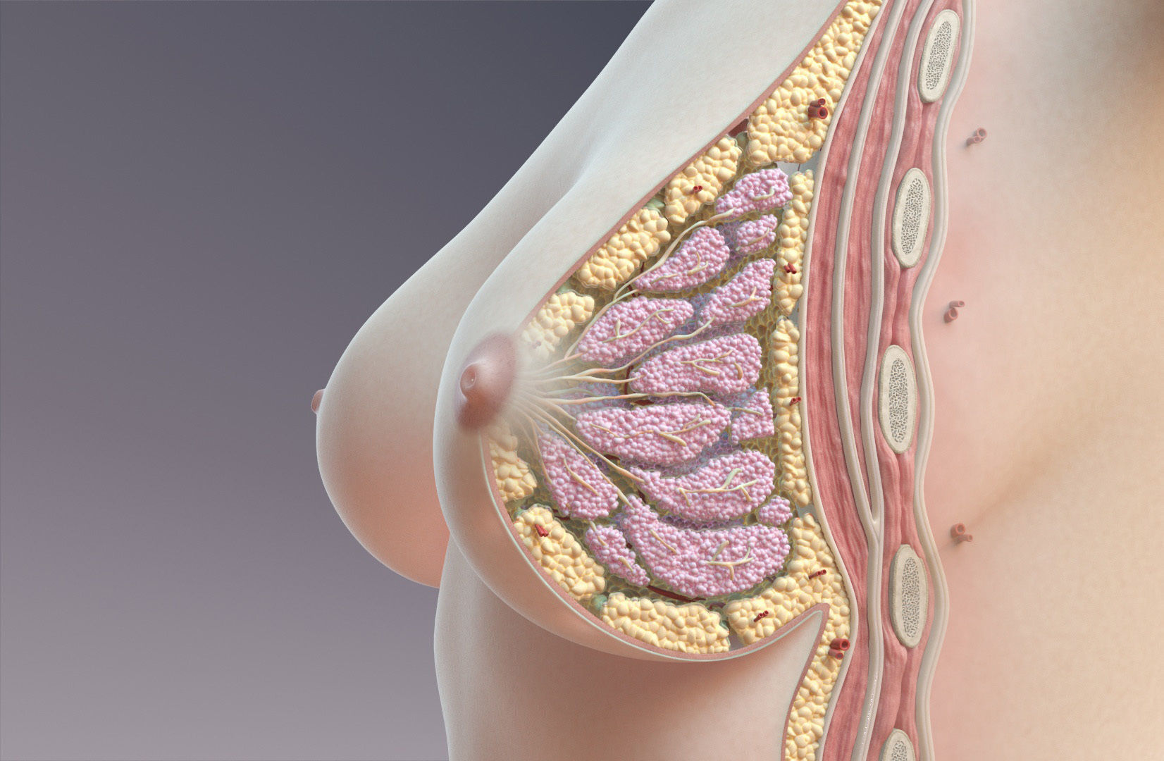 Breast Anatomy Cross Section 3D model_6