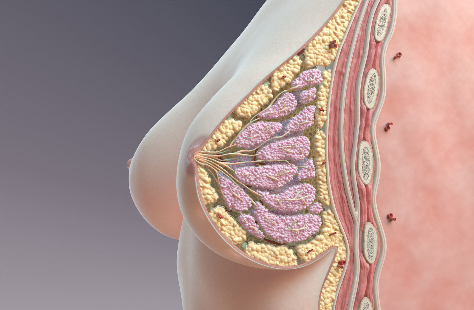 Breast Anatomy Cross Section 3D model_1
