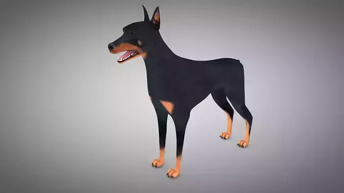 Doberman