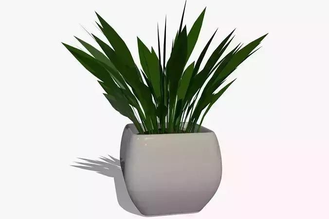 Plant in a Pot