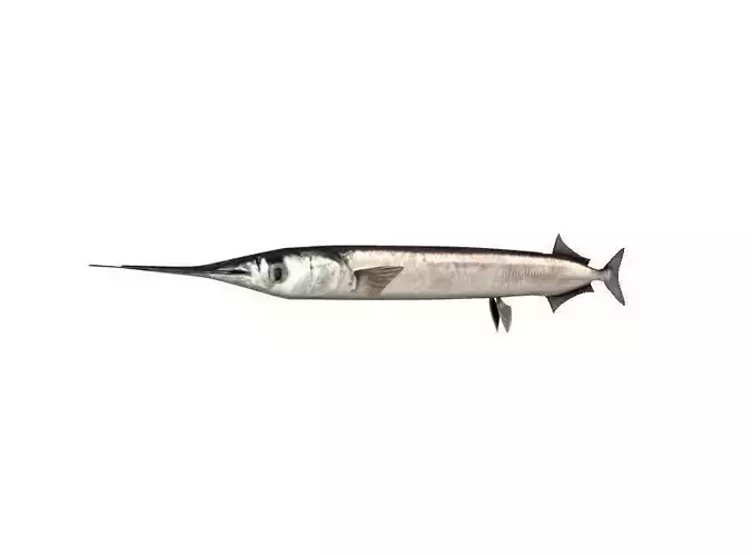 Garfish Sea Needle Fish Belone Belone 3D model