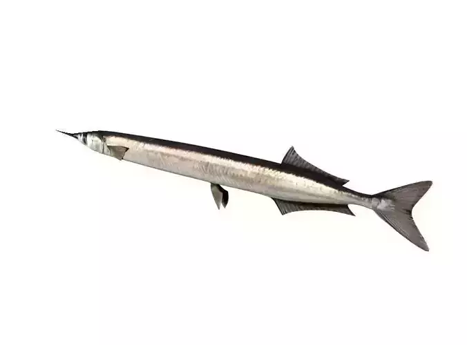 Garfish Sea Needle Fish Belone Belone
