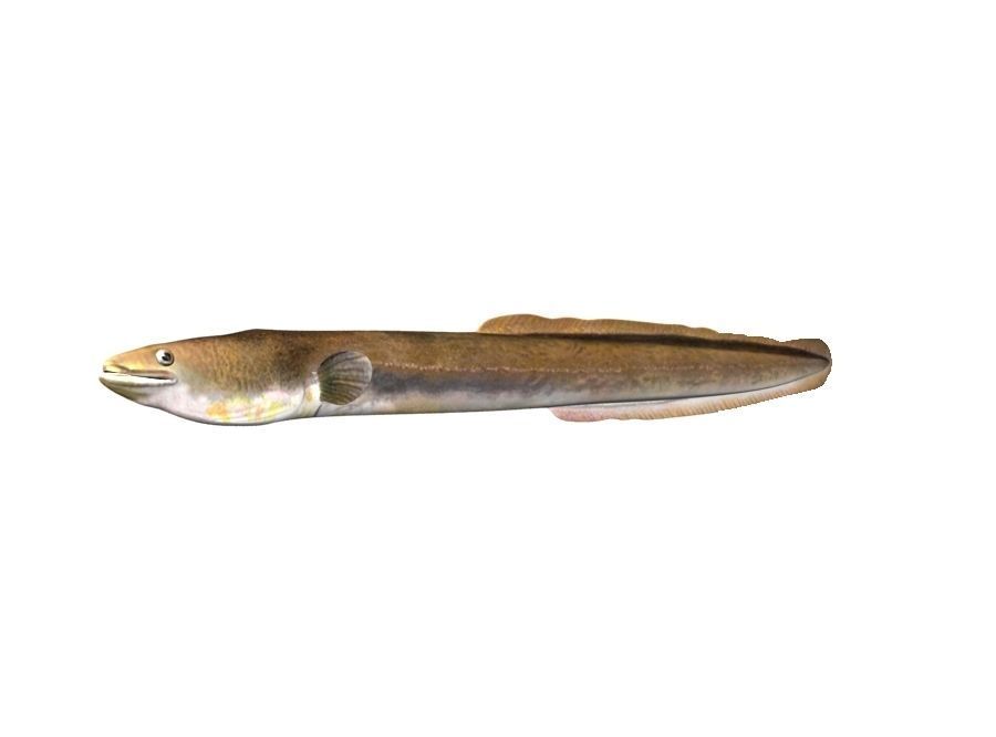 Eel Fish 3D model_6