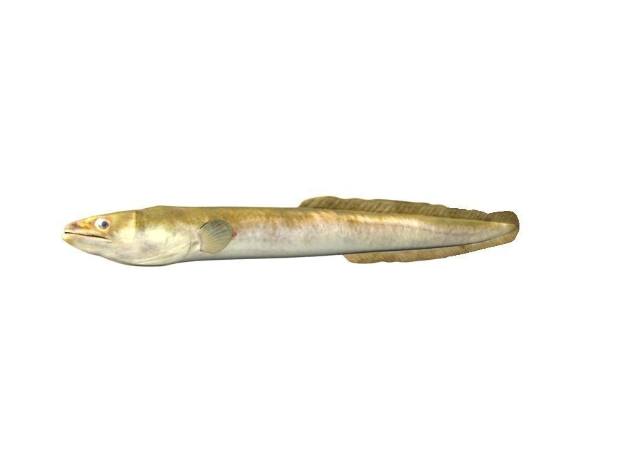 Eel Fish 3D model_3