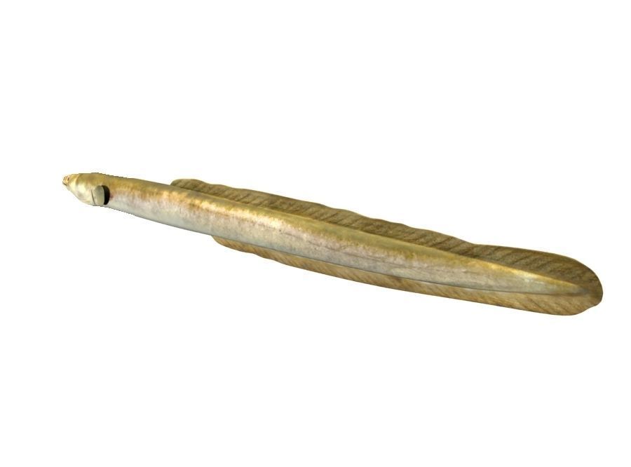 Eel Fish 3D model_5
