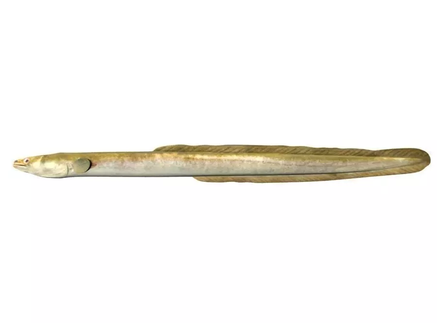Eel Fish 3D model_0