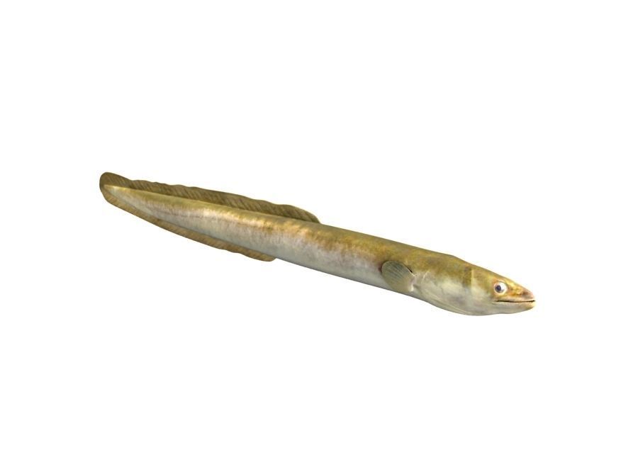 Eel Fish 3D model_1