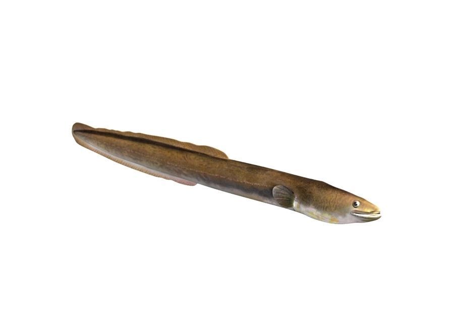 Eel Fish 3D model_8