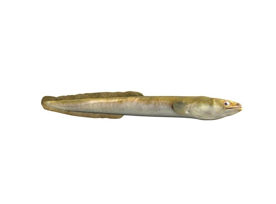 Eel Fish 3D model_2