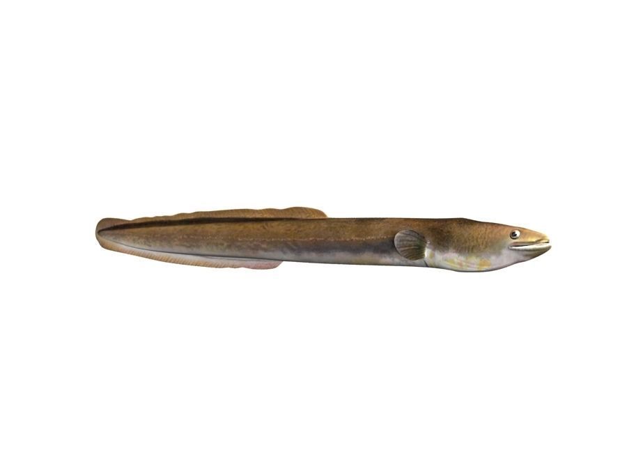 Eel Fish 3D model_9