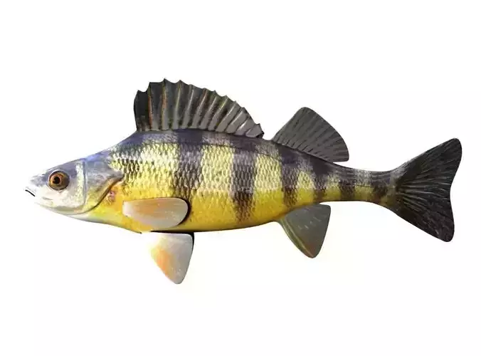 Yellow Perch Fish Perca Flavescens 3D model