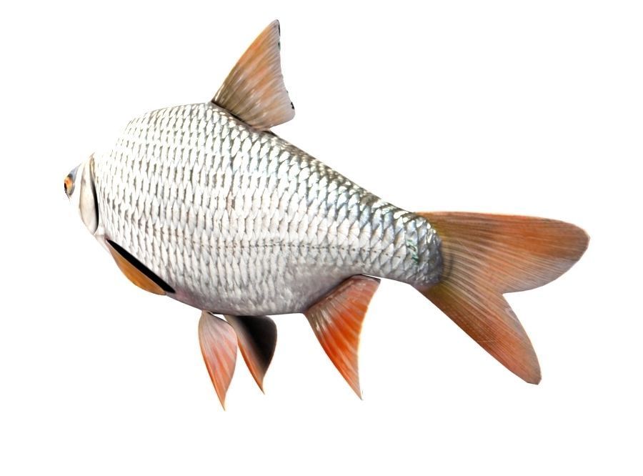 Common Roach Fish Rutilus Rutilus 3D model_2