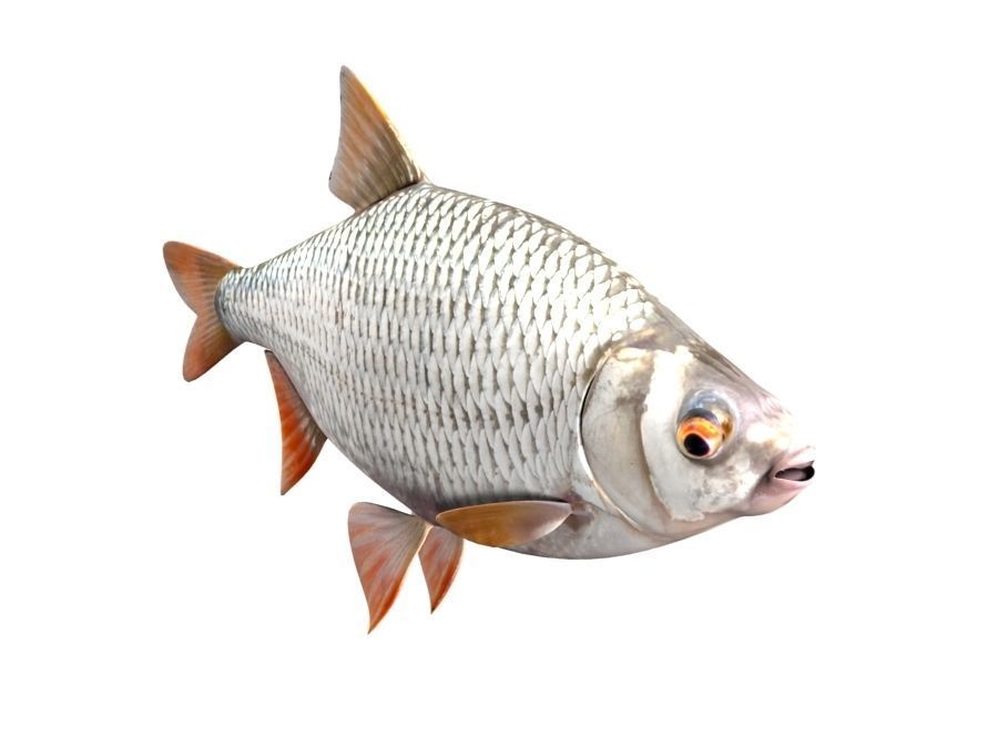 Common Roach Fish Rutilus Rutilus 3D model_5