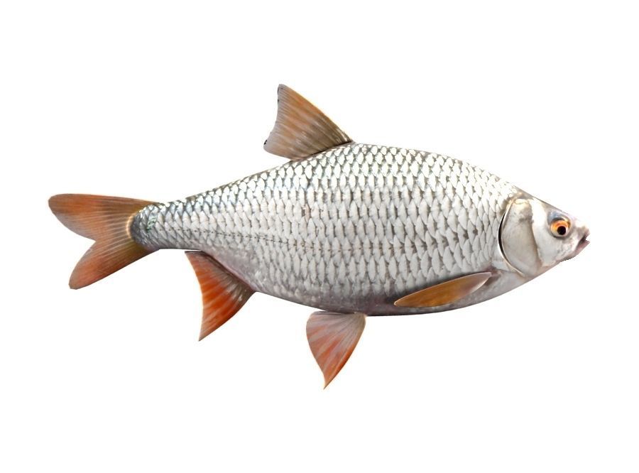 Common Roach Fish Rutilus Rutilus 3D model_3