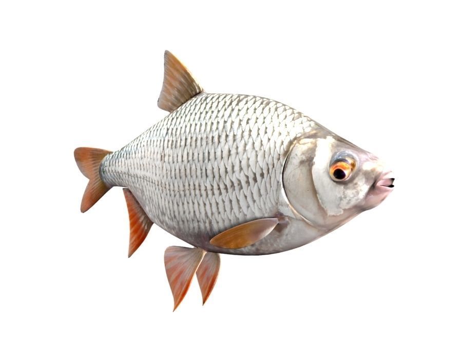 Common Roach Fish Rutilus Rutilus 3D model_4
