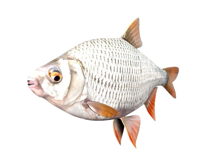 Common Roach Fish Rutilus Rutilus 3D model_1
