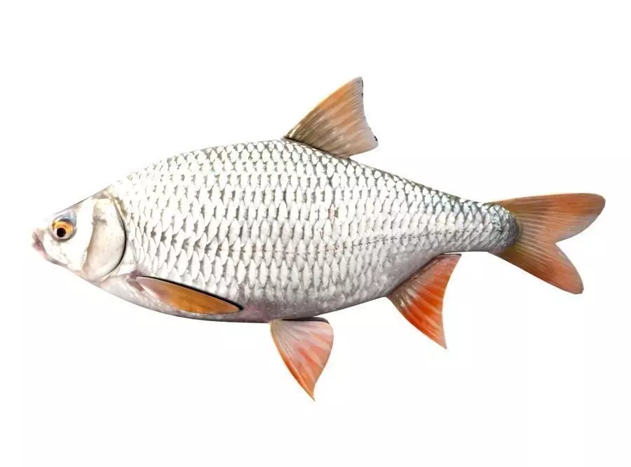 Common Roach Fish Rutilus Rutilus 3D model_0