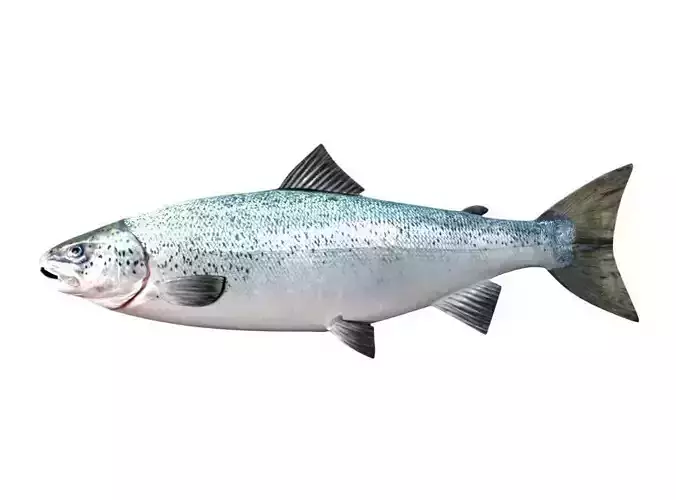 Salmon Fish White 3D model