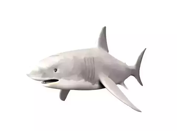 Shark Fish
