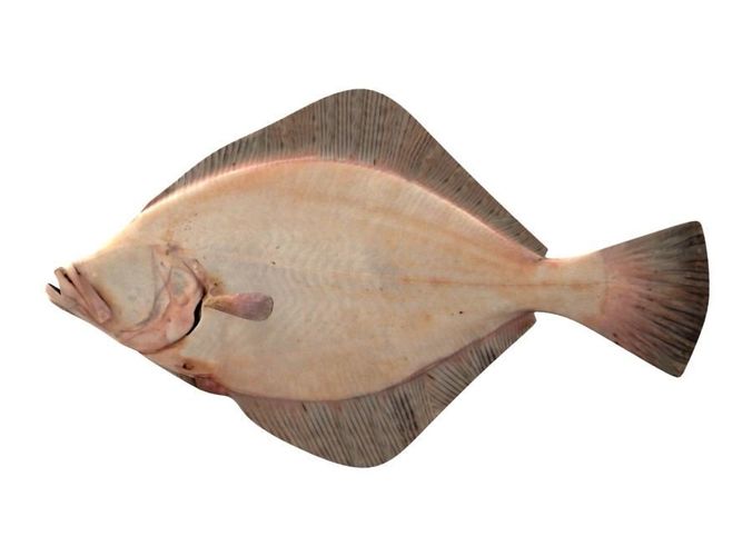 European Plaice Fish Pleuronectes Platessa 3D model