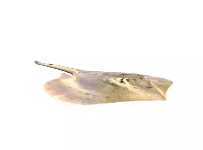 Stingray Fish