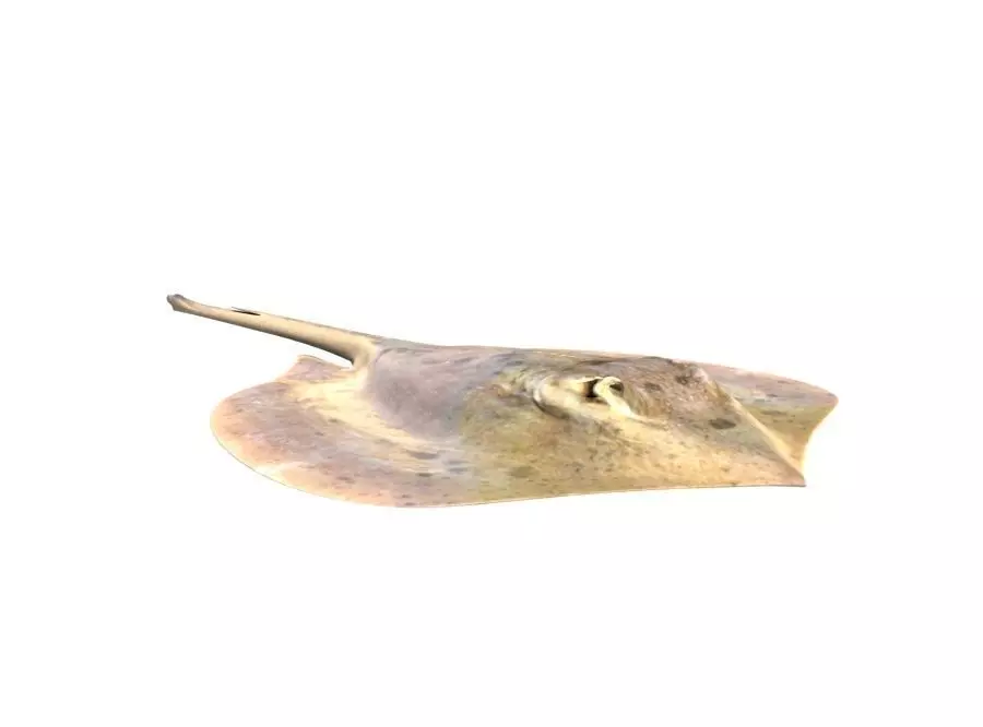 Stingray Fish 3D model