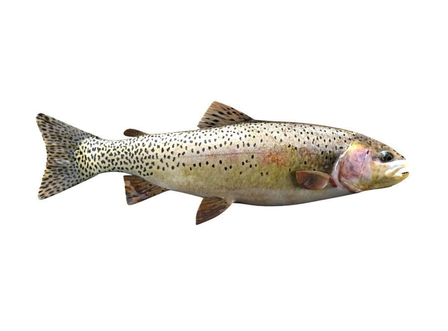 Brown Trout Fish Salmo Trutta 3D model_2