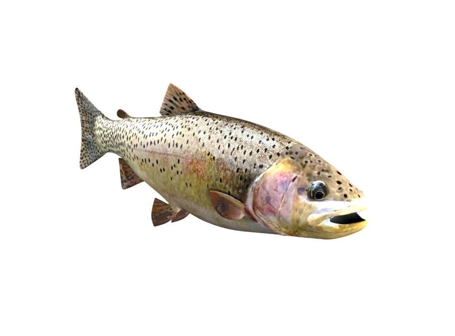 Brown Trout Fish Salmo Trutta 3D model_5