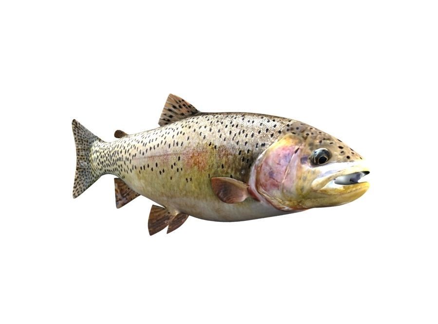 Brown Trout Fish Salmo Trutta 3D model_4