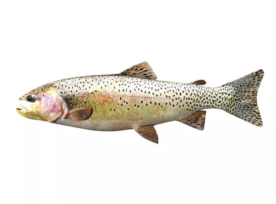 Brown Trout Fish Salmo Trutta 3D model_0