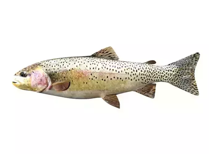 Brown Trout Fish Salmo Trutta 3D model