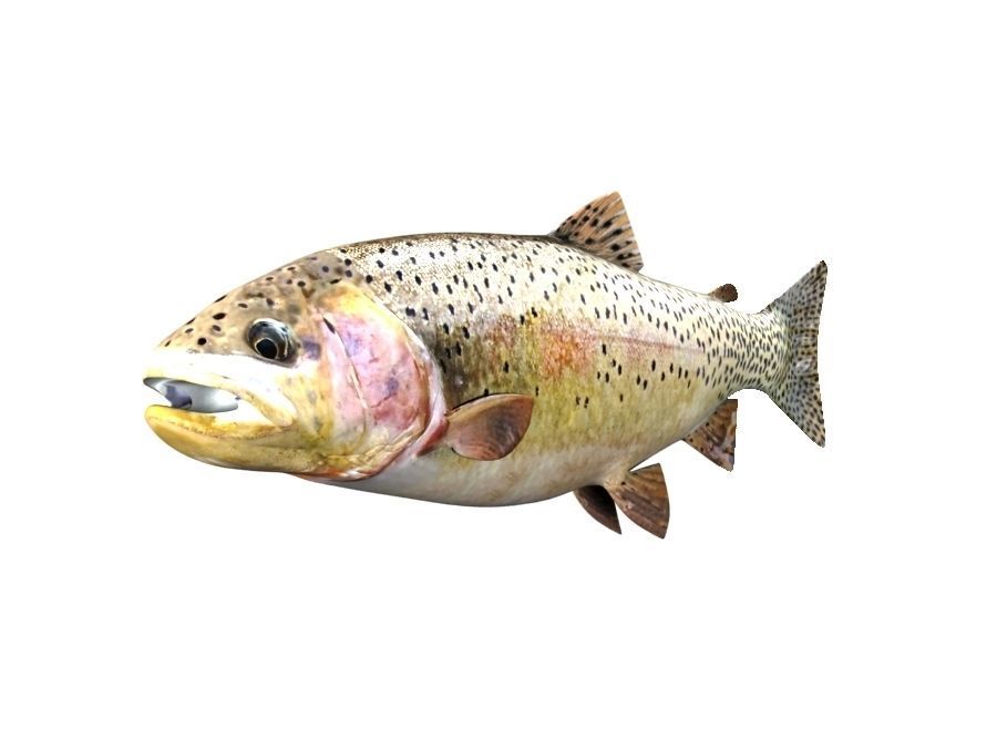 Brown Trout Fish Salmo Trutta 3D model_1