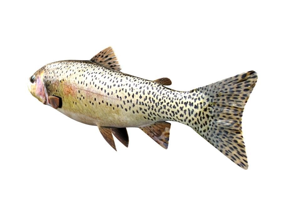 Brown Trout Fish Salmo Trutta 3D model_3
