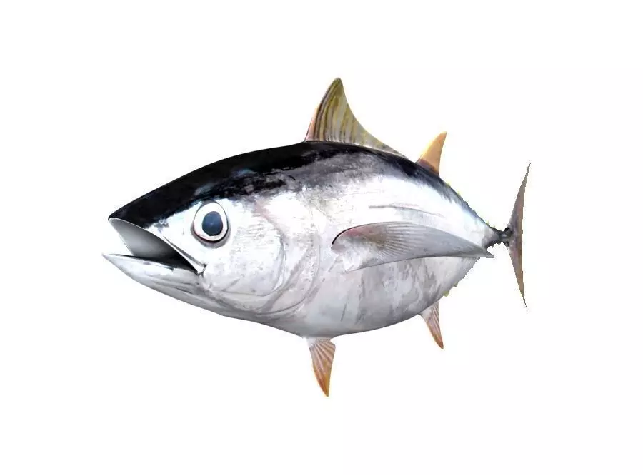 Albacore Tuna Fish Thunnus Alalunga 3D model