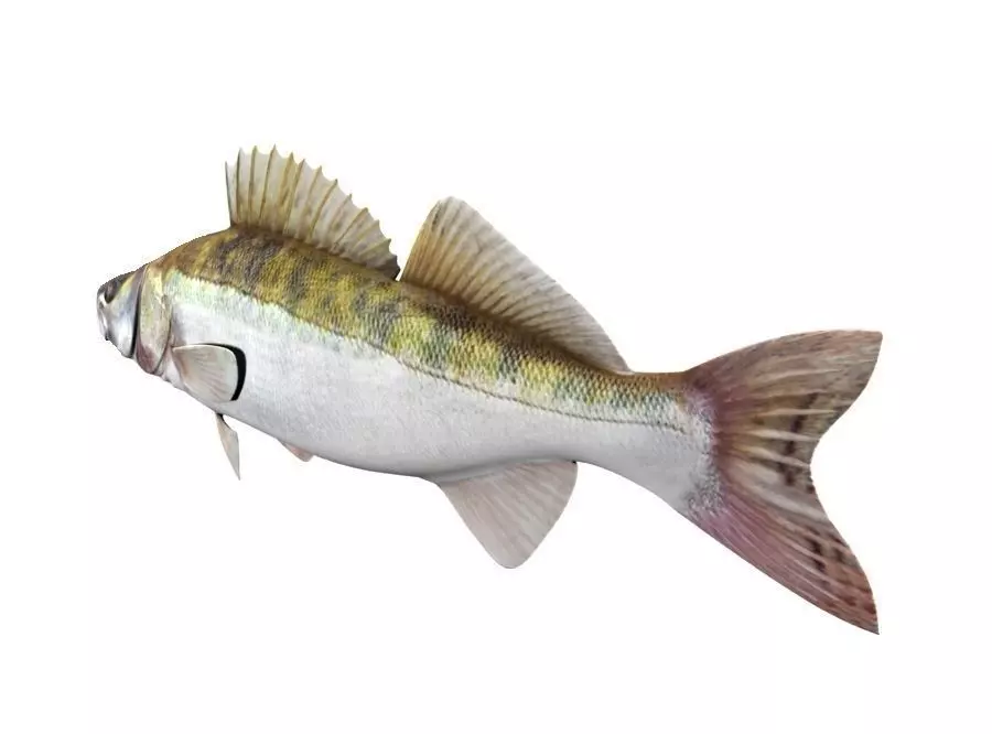 Zander Fish Sander Lucioperca 3D model_3