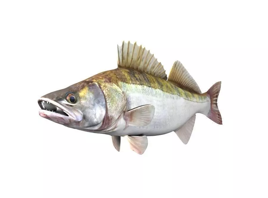 Zander Fish Sander Lucioperca 3D model_1