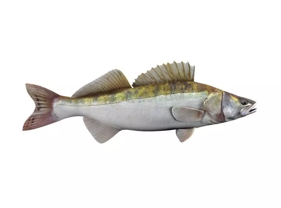 Zander Fish Sander Lucioperca 3D model_5