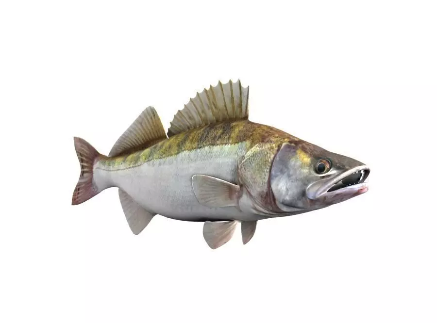 Zander Fish Sander Lucioperca 3D model_4