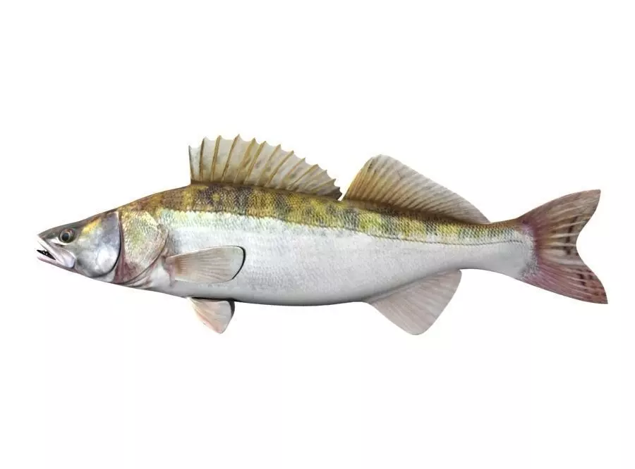 Zander Fish Sander Lucioperca 3D model_0