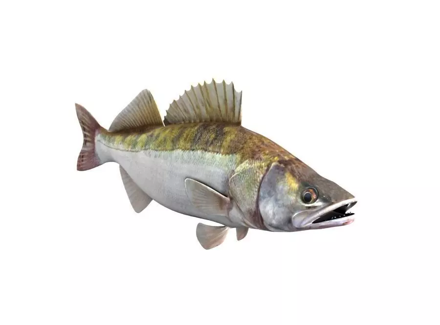 Zander Fish Sander Lucioperca 3D model_2