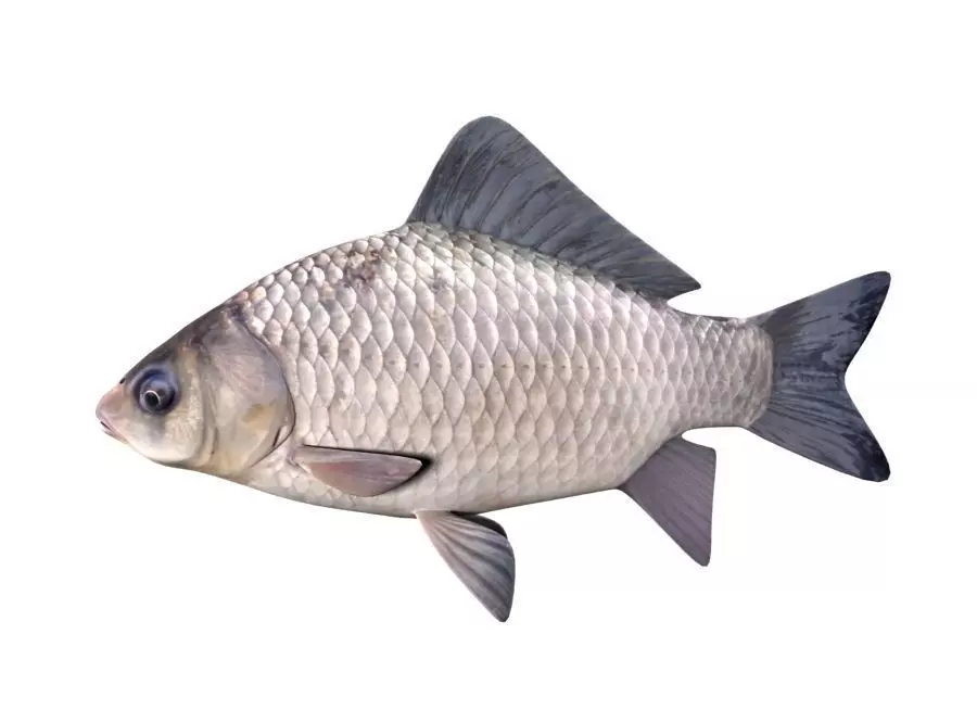 Crucian Carp Carassius Carassius Fish 3D model_0